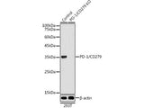 (KO Validated) PD-1/CD279 Polyclonal Antibody
