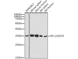 (KO Validated) PD-1/CD279 Polyclonal Antibody