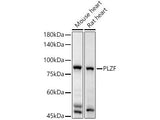 PLZF Polyclonal Antibody
