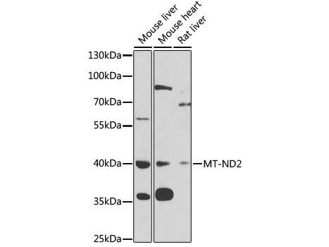 MT-ND2 Polyclonal Antibody