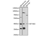 MT-ND2 Polyclonal Antibody