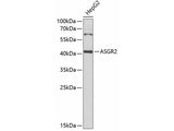 ASGR2 Polyclonal Antibody