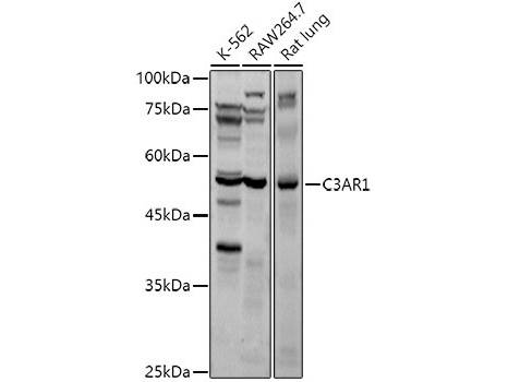 C3AR1 Polyclonal Antibody