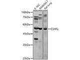 C3AR1 Polyclonal Antibody