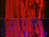 Fbx32/FBOX32 Polyclonal Antibody