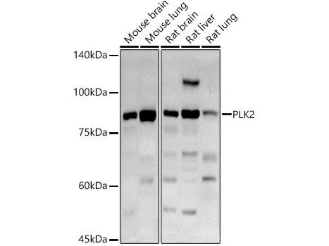 PLK2 Polyclonal Antibody