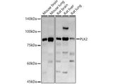 PLK2 Polyclonal Antibody