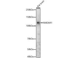NMDAR1 Polyclonal Antibody
