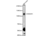 NMDAR1 Polyclonal Antibody