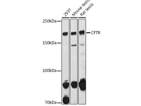 CFTR Polyclonal Antibody