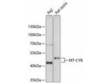 MT-CYB Polyclonal Antibody