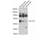 MT-CYB Polyclonal Antibody