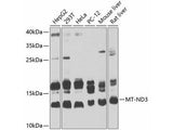 MT-ND3 Polyclonal Antibody