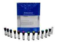 PE/Elab Fluor® 594 Rat IgG2a, λ Isotype Control[G013C12] - MSE Supplies LLC
