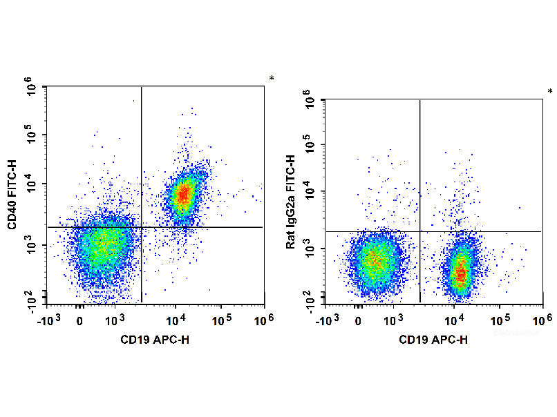 FITC Anti-Mouse CD40 Antibody[FGK4.5/FGK45], Biomarkers, Elabscience Biotechnology, MSE Supplies