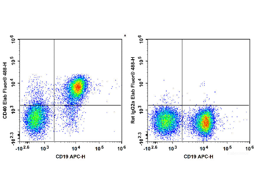 Elab Fluor® 488 Anti-Mouse CD40 Antibody[FGK4.5/FGK45], Biomarkers, Elabscience Biotechnology, MSE Supplies