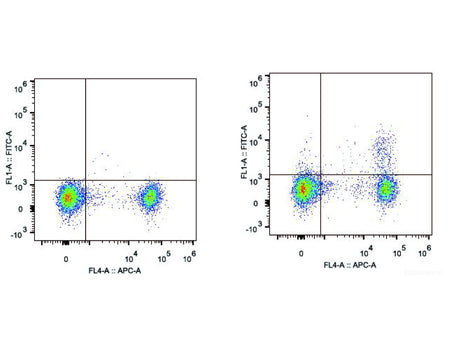 Elab Fluor® 488 Anti-Mouse CD25 Antibody[PC-61.5.3], Biomarkers, Elabscience Biotechnology, MSE Supplies