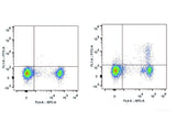 FITC Anti-Mouse CD25 Antibody[PC-61.5.3], Biomarkers, Elabscience Biotechnology, MSE Supplies