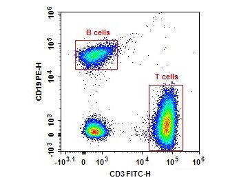 Anti-Human CD3-FITC/CD19-PE Cocktail, Biomarkers, Elabscience Biotechnology, MSE Supplies