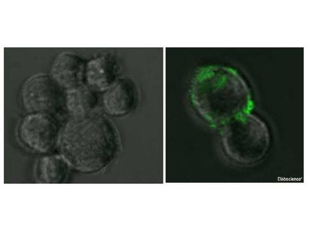 SARS-COV-2 Spike Monoclonal Antibody(2019-nCoV) 0.2 μm filtered solution in PBS