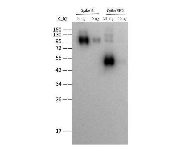 SARS-COV-2 Spike RBD Polyclonal Antibody (2019-nCoV)
