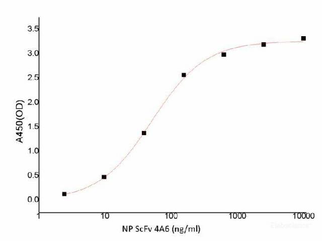 SARS-COV-2 NP ScFv Monoclonal Antibody(2019-nCoV)