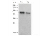 SARS-COV-2 NP Monoclonal Antibody(2019-nCoV) Unconjugated