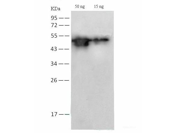 SARS-COV-2 NP Monoclonal Antibody(2019-nCoV) Store at -20°C