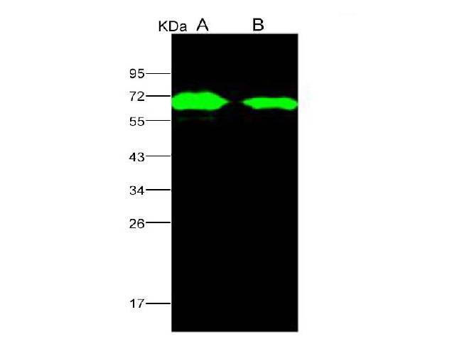 Anti-AcmNPV Envelope Glycoprotein gp64/AcmNPV-gp64 Polyclonal Antibody