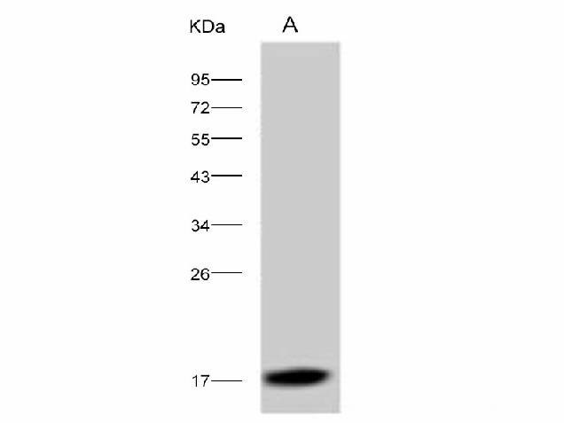 Anti-Dengue Virus DENV-2(Strain New Guinea C) Capsid Protein/DENV-C Monoclonal Antibody