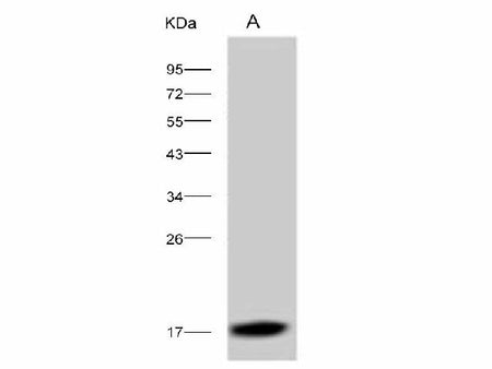 Anti-Dengue Virus DENV-2(Strain New Guinea C) Capsid Protein/DENV-C Monoclonal Antibody