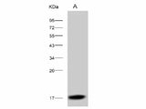 Anti-Dengue Virus DENV-2(Strain New Guinea C) Capsid Protein/DENV-C Monoclonal Antibody