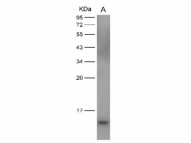 Anti-Dengue Virus DENV-2(Strain New Guinea C/PUO-218 Hybrid) E/Envelope Protein(Domain III) Monoclonal Antibody Store at -20°C
