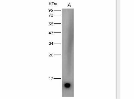 Anti-Dengue Virus DENV-2(Strain New Guinea C/PUO-218 Hybrid) E/Envelope Protein(Domain III) Monoclonal Antibody