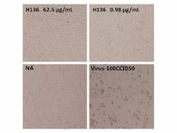 Anti-Enterovirus 71 VP1 Neutralizing Antibody
