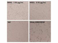 Anti-Enterovirus 71 VP4 Neutralizing Antibody
