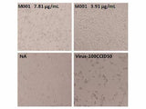 Anti-Enterovirus 71 VP4 Neutralizing Antibody