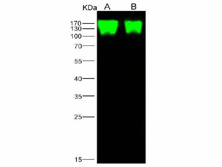 Anti-Epstein-Barr Virus(Herpesvirus 4) EBV Glycoprotein gp350/EBV GP350 Polyclonal Antibody Store at -20°C