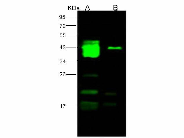 Anti-Ebola Virus EBOV(Subtype Bundibugyo, Strain Uganda 2007) GP1/Glycoprotein Polyclonal Antibody