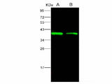 Anti-Ebola Virus EBOV(Subtype Bundibugyo, Strain Uganda 2007) VP40/Matrix Protein VP40 Monoclonal Antibody