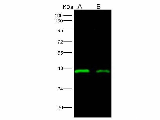 Anti-Ebola Virus EBOV(Subtype Sudan, Strain Gulu) VP40/Matrix Protein VP40 Monoclonal Antibody