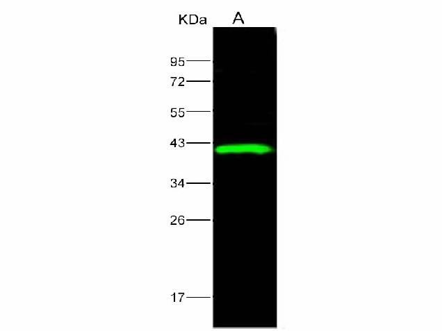 Anti-Ebola Virus EBOV(Subtype Sudan, Strain Gulu) VP40/Matrix Protein VP40 Polyclonal Antibody Host: Rabbit