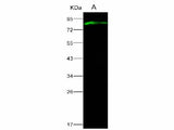 Anti-Ebola Virus EBOV(Subtype Sudan, Strain Gulu) VP40/Matrix Protein VP40 Polyclonal Antibody