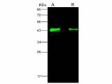 Anti-Ebola Virus EBOV(Subtype Zaire, Strain H.sapiens-wt/GIN/2014/Kissidougou-C15) Matrix Protein VP40 Monoclonal Antibody