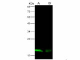 Anti-Ebola Virus EBOV(Subtype Zaire, Strain H.sapiens-wt/GIN/2014/Kissidougou-C15) Nucleoprotein/NP Monoclonal Antibody Store at -20°C