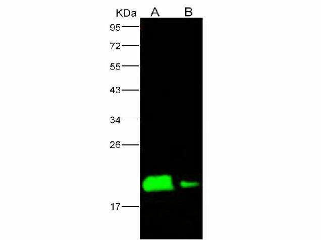 Anti-Ebola Virus EBOV(Subtype Zaire, Strain H.sapiens-wt/GIN/2014/Kissidougou-C15) Nucleoprotein/NP Polyclonal Antibody Unconjugated