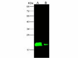 Anti-Ebola Virus EBOV(Subtype Zaire, Strain H.sapiens-wt/GIN/2014/Kissidougou-C15) Nucleoprotein/NP Polyclonal Antibody Unconjugated