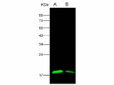 Anti-Ebola Virus EBOV(Subtype Zaire, Strain H.sapiens-wt/GIN/2014/Kissidougou-C15) Nucleoprotein/NP Polyclonal Antibody Host: Rabbit