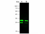 Anti-Ebola Virus EBOV(Subtype Zaire, Strain H.sapiens-wt/GIN/2014/Kissidougou-C15) VP24 Polyclonal Antibody Store at -20°C