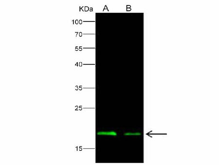 Anti-Ebola Virus EBOV(Subtype Zaire, Strain H.sapiens-wt/GIN/2014/Kissidougou-C15) Nucleoprotein / NP Polyclonal Antibody